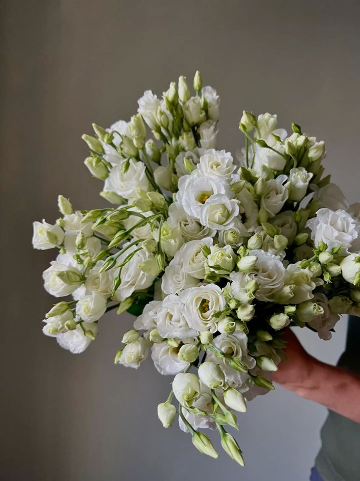 Ivory Cloud - obrazek 3