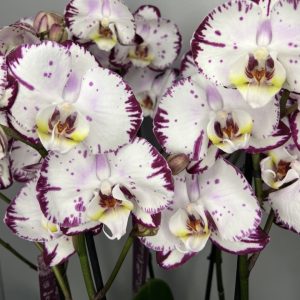 Элегантная орхидея фаленопсис цвета  «Сплэш»