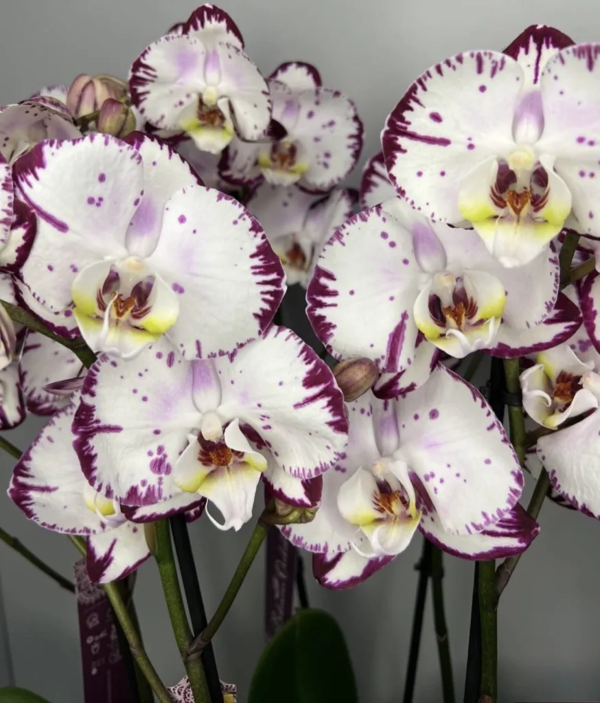 Елегантна орхідея Phalaenopsis типу «Splash» — folia.flowers, квіти у Варшаві