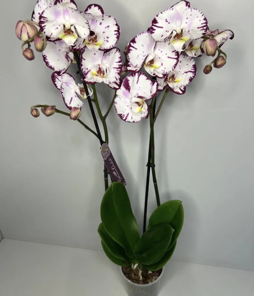 Елегантна орхідея Phalaenopsis типу «Splash» (2)