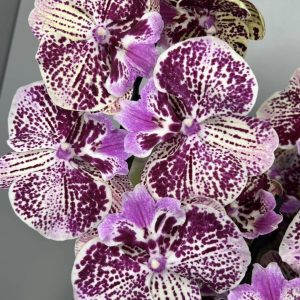 Элегантная орхидея фаленопсис цвета далматин