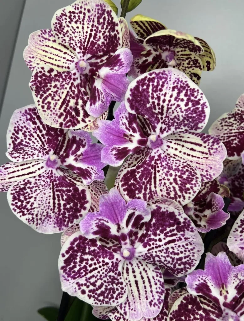 Елегантна орхідея Phalaenopsis типу «Далматинець» — folia.flowers, квіти у Варшаві