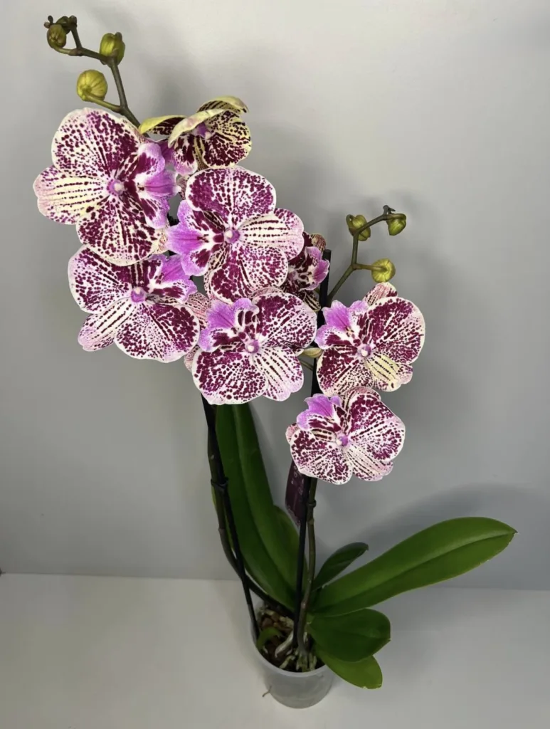 Елегантна орхідея Phalaenopsis типу «Далматинець» (2)