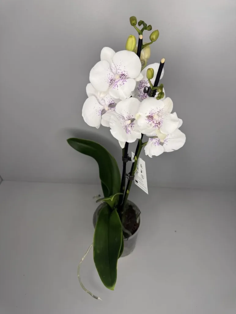 Елегантна орхідея Phalaenopsis із білими квітами (2)