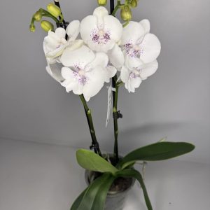 Elegancka orchidea Phalaenopsis z białymi kwiatami