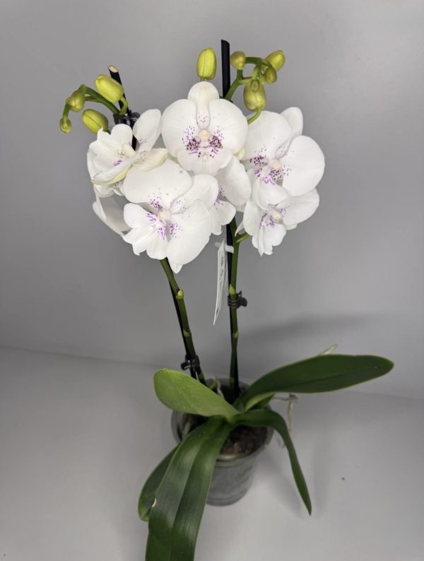 Elegancka orchidea Phalaenopsis z białymi kwiatami