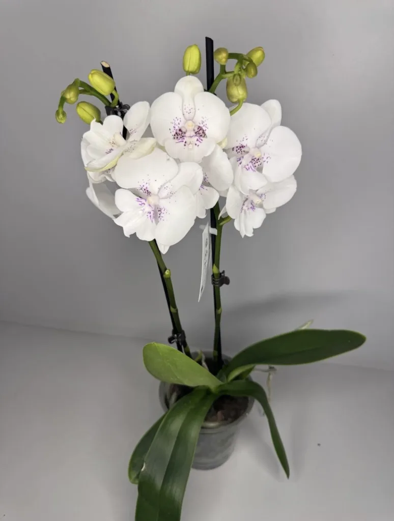 Елегантна орхідея Phalaenopsis із білими квітами — folia.flowers, квіти у Варшаві