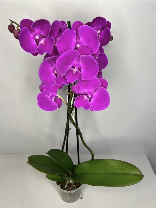 Elegancki storczyk Phalaenopsis w kolorze fuksji