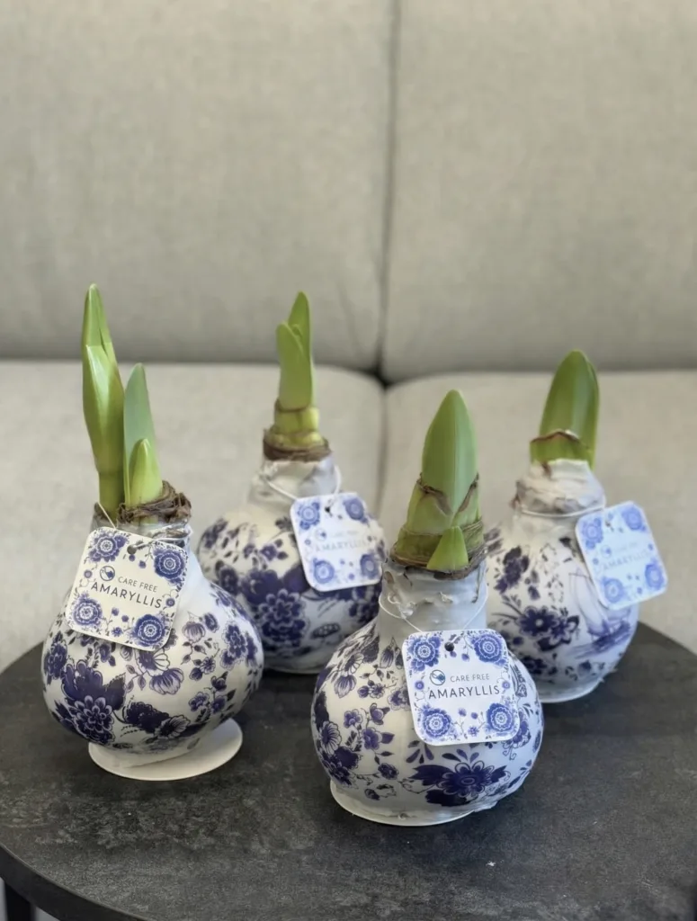 Amarylis w wosku — folia.flowers, kwiaciarnia Warszawa