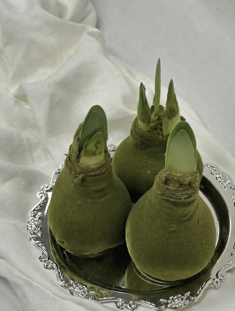 Amarylis w wosku (3)