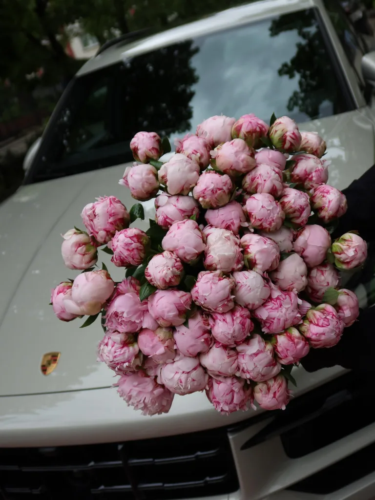 Piwonia Sarah Bernhardt (2)