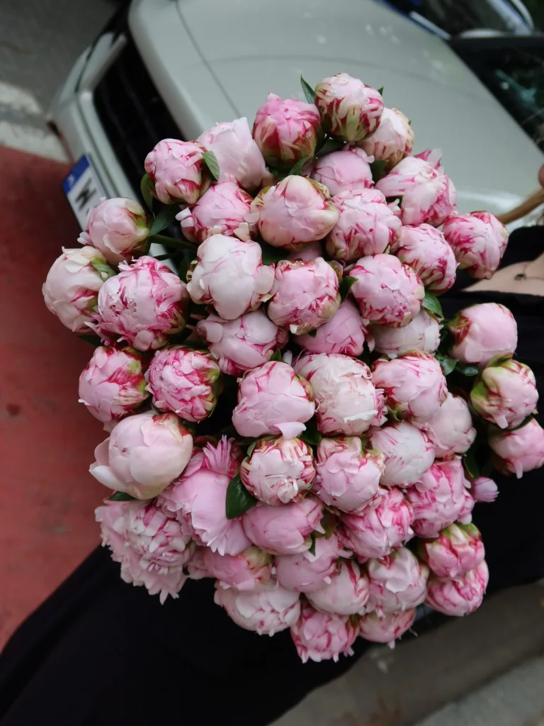 Piwonia Sarah Bernhardt (3)